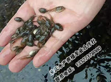 黑斑蛙蝌蚪种苗